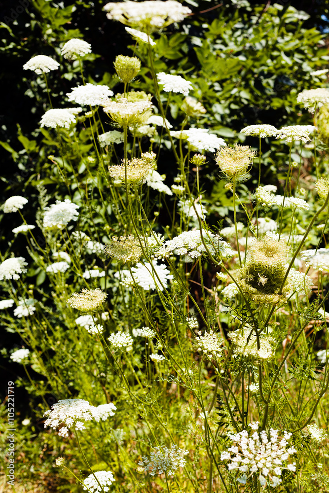 Fototapeta premium Small white flowers