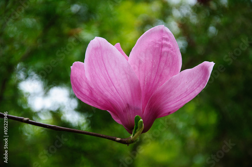 Beautiful blooming magnolia flower