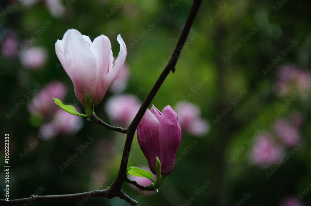 The beautiful blooming magnolia flowers in garden.
