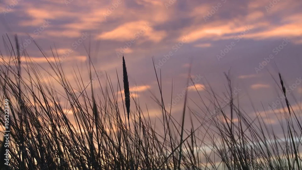 Cinemagraph grass wind sunset Cinemagraph grass wind sunset
