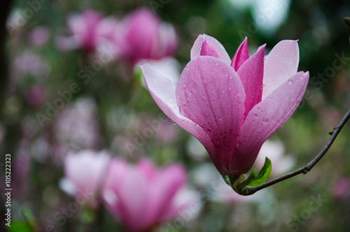 The beautiful blooming magnolia flowers in garden.