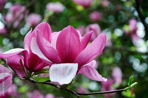 The beautiful blooming magnolia flowers in garden.