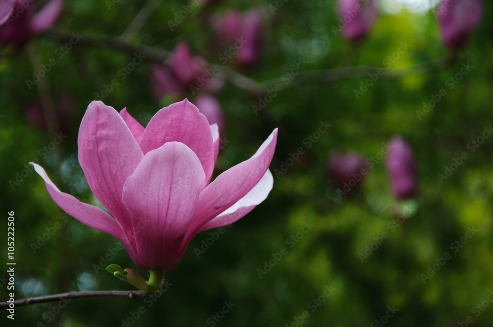 The beautiful blooming magnolia flower in garden.
The beautiful blooming magnolia flower in garden.