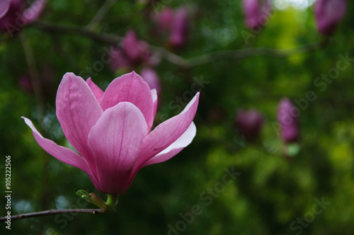 The beautiful blooming magnolia flower in garden. 
