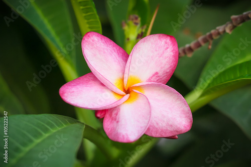 Close Up Pink plumeria on the plumeria tree  frangipani tropical