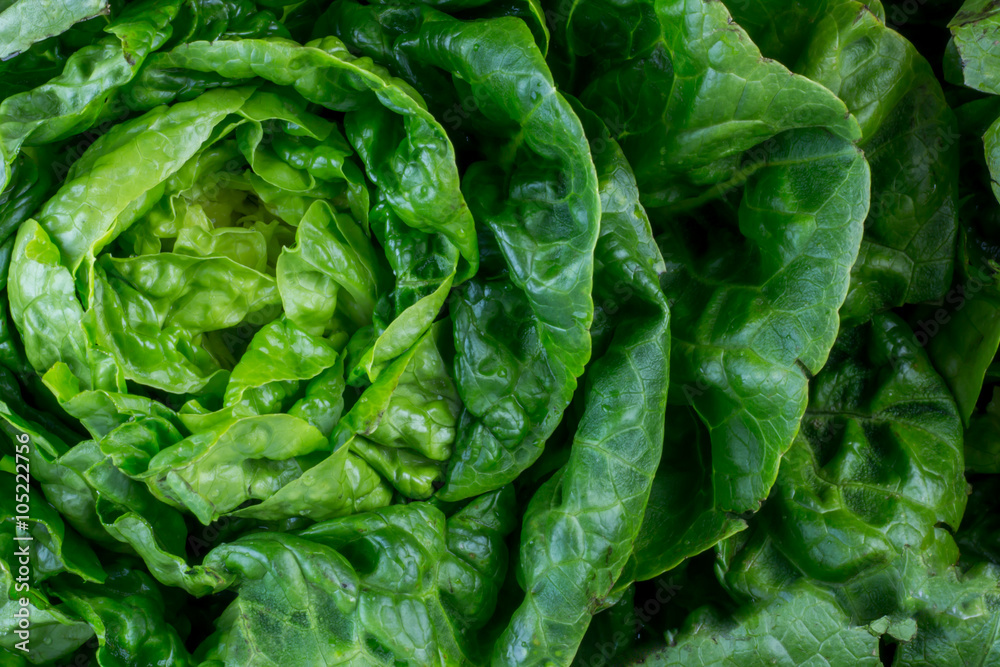 Fresh lettuce leaves Fresh lettuce leaves