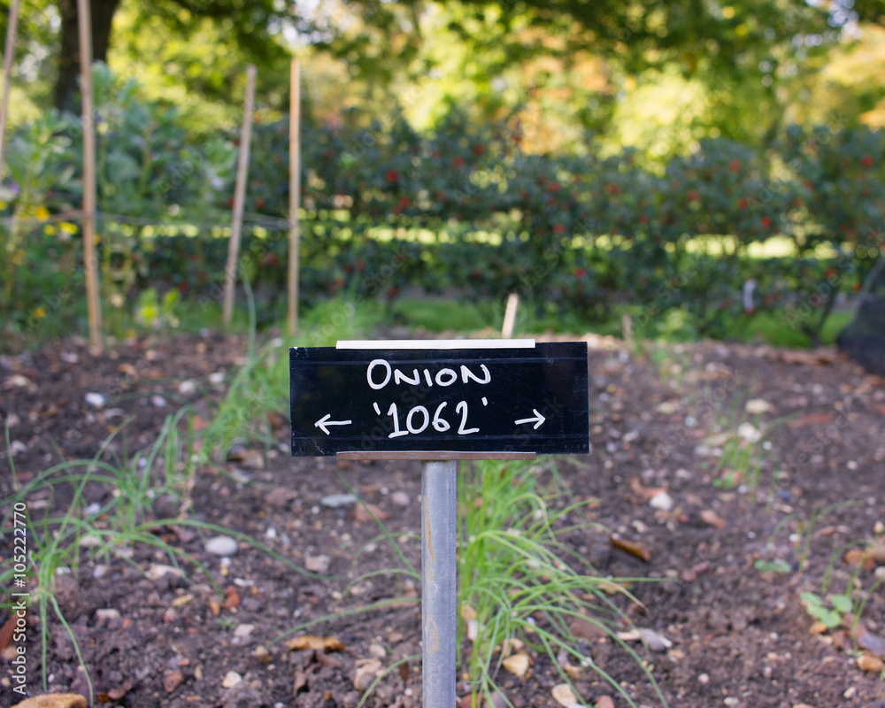 Onions Growing. 1062. Vegetable Garden