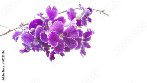 Thai purple flower isolated on white