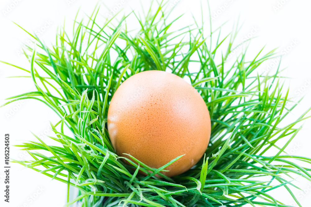 The hen egg in fresh grass with isolated background The hen egg in fresh grass with isolated background