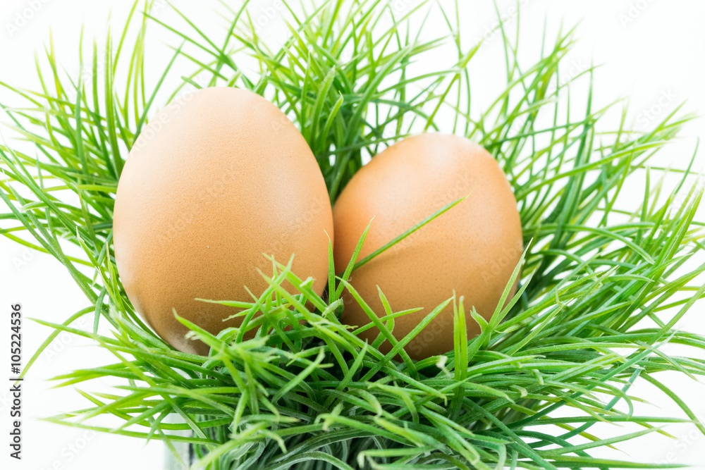 The hen egg in fresh grass with isolated background The hen egg in fresh grass with isolated background