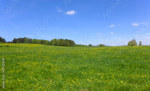 Löwenzahnwiese