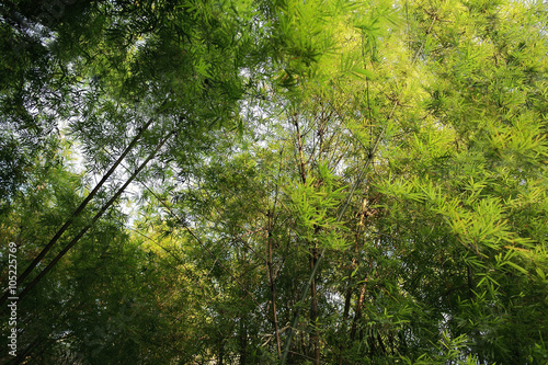 Asian Bamboo forest.