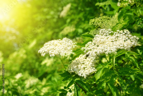 Tableau sur toile Blooming elderflower (Sambucus nigra)