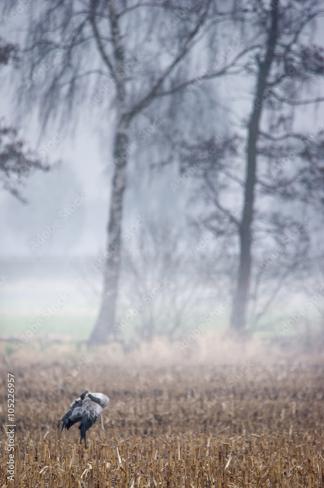 Kranich in der Moorlandschaft