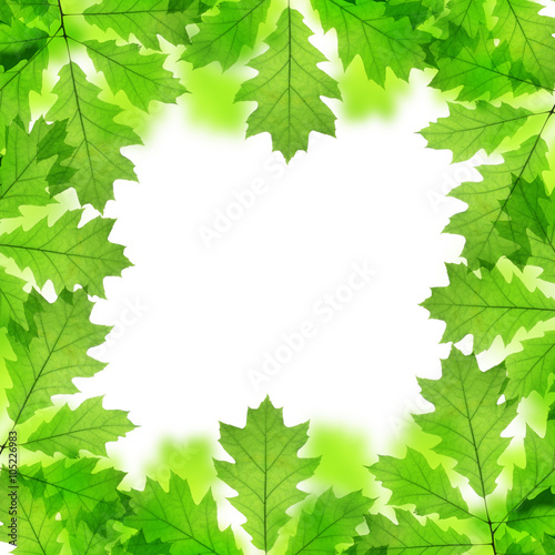 Frame from spring leaves of oak tree isolated on white background