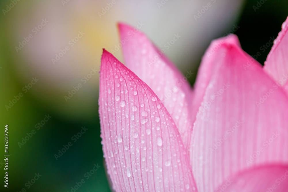 蓮の花 蓮の花