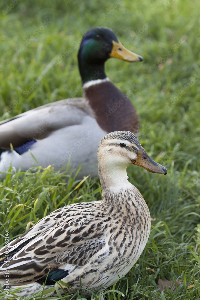 couple de canards colvert couple de canards colvert