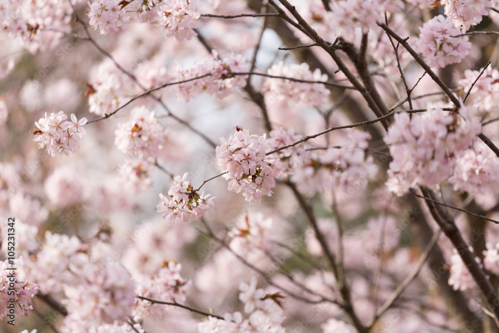 big blossoming Oriental cherry sakura tree big blossoming Oriental cherry sakura tree