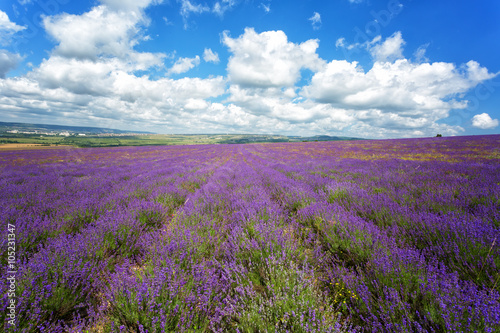 large field of blooming lavender on a summer day under blue sky