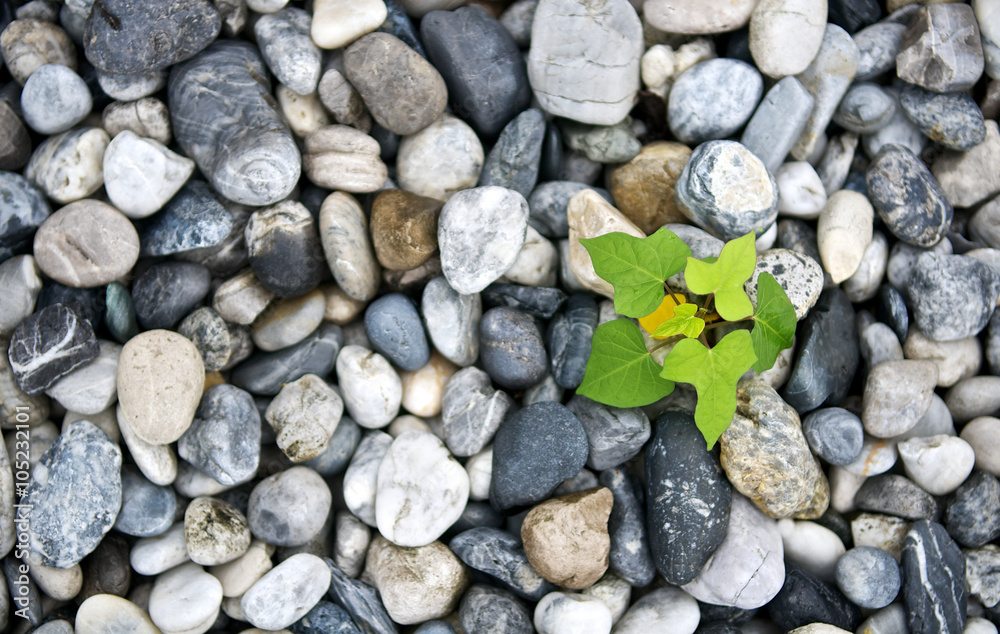 Plant calm pebble stone for background. Meditation scene for healthy life and peace. Close up and macro leaves. Top view. Plant calm pebble stone for background. Meditation scene for healthy life and peace. Close up and macro leaves. Top view.