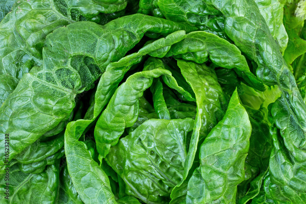 Fresh lettuce leaves Fresh lettuce leaves