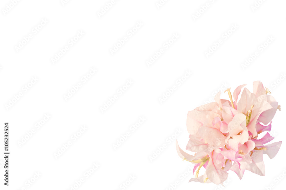 Pink flowers isolated on white