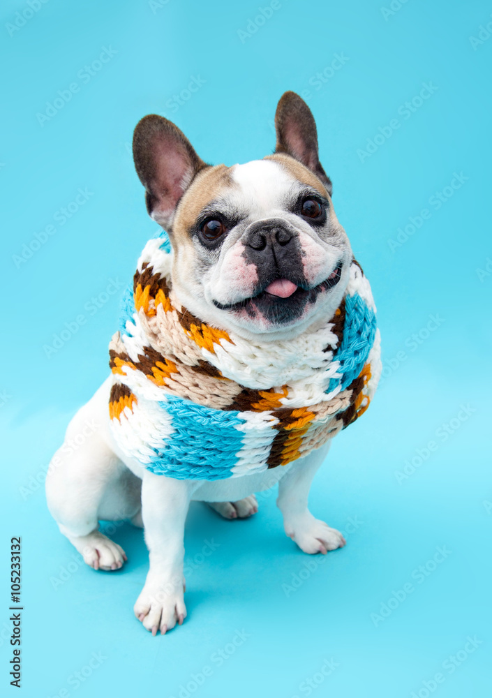 Französische Bulldogge mit Schal vor türkis Hintergrund Französische Bulldogge mit Schal vor türkis Hintergrund