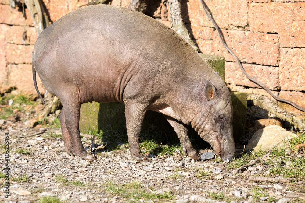 the female Buru Babirusa , Babyrousa babyrussa the female Buru Babirusa , Babyrousa babyrussa