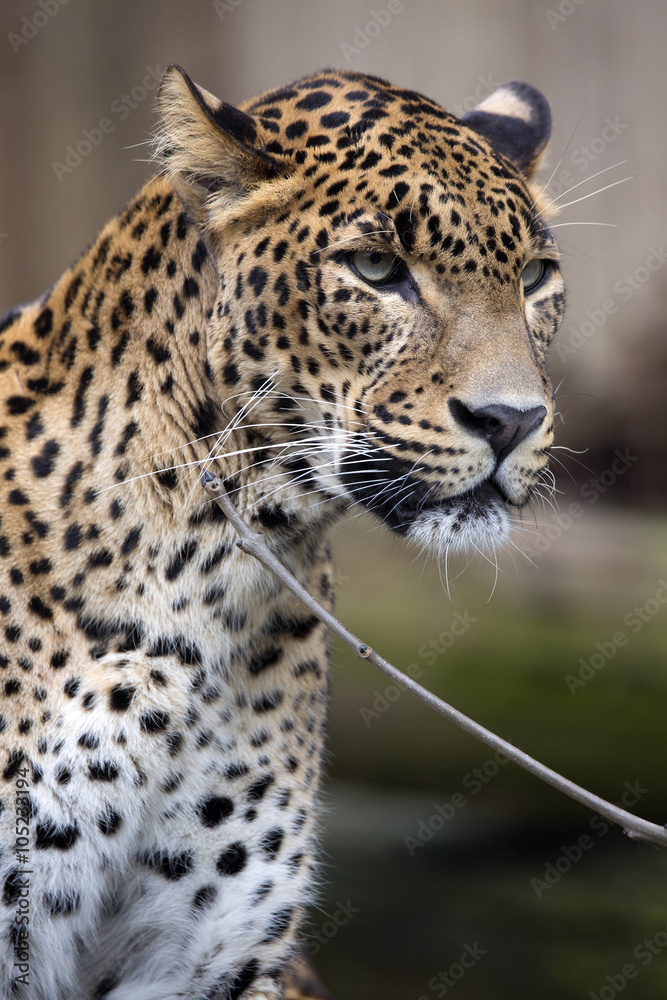 Fototapeta premium portrait of a male Sri Lanka Leopard, Panthera pardus kotiya