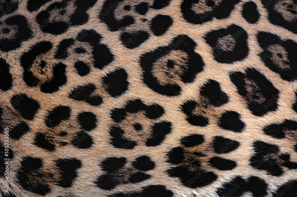 Naklejka premium Jaguar fur texture background with beautiful spotted camouflage