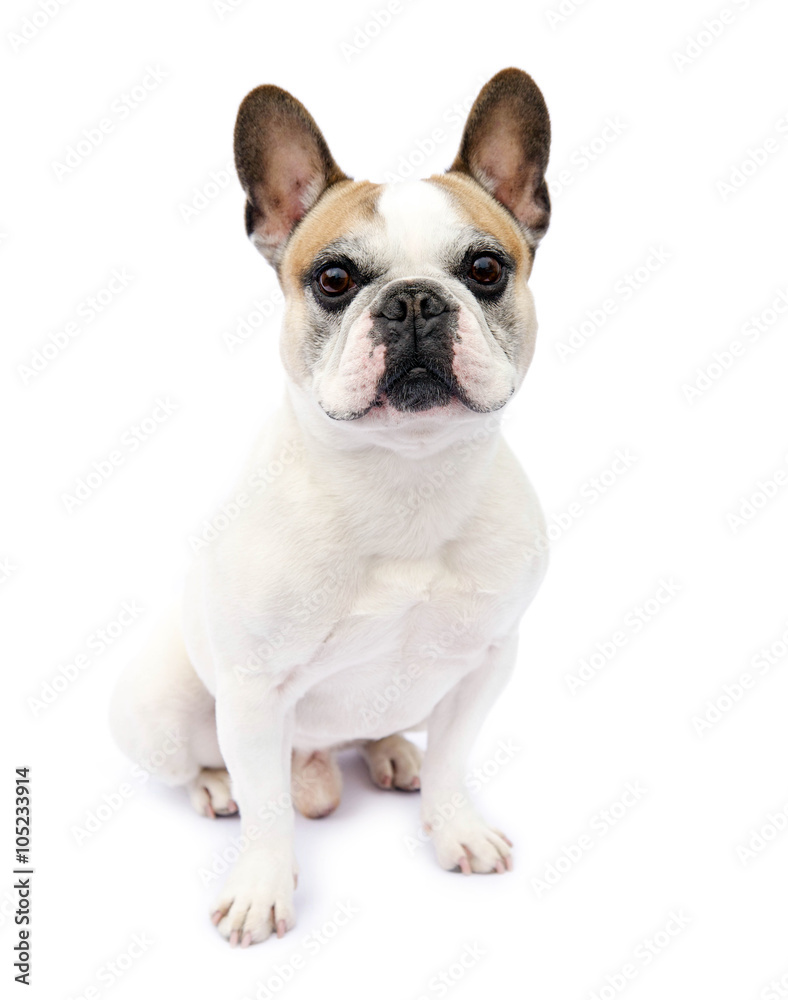 Französische Bulldogge, sitzend