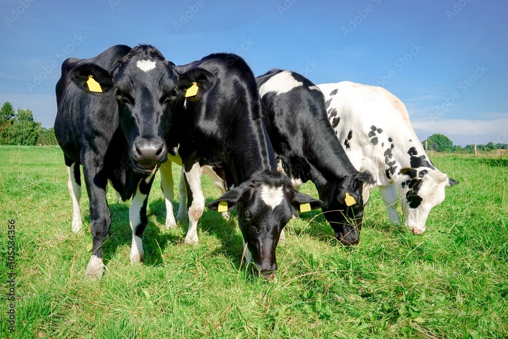 Vier Rinder auf der auf einer grünen Frühlingsweide, kuriose Formation