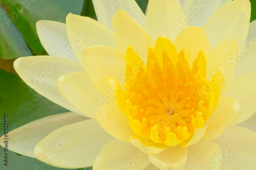 Yellow lotus flower © pornpanphoto3