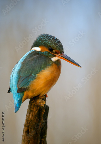 Common kingfisher perching on the branch, with clean blue background, Hungary, Europe