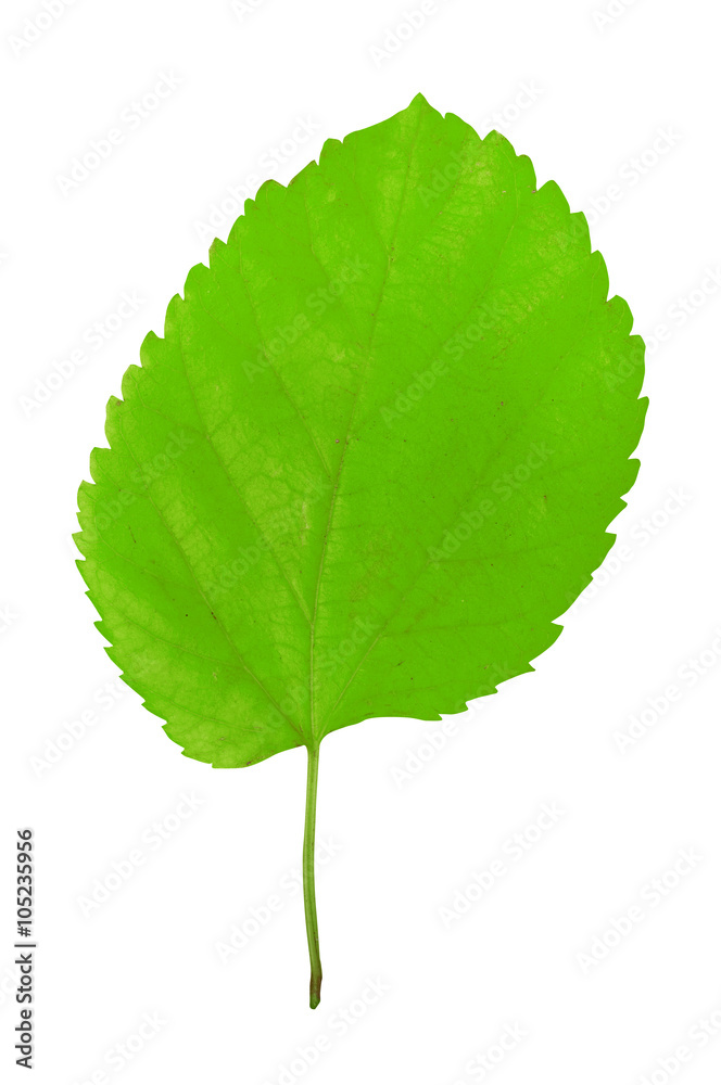 Leaf isolated on white Leaf isolated on white