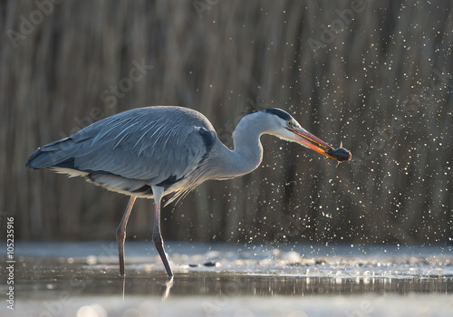 Grey heron standing in the water with fish in the beak and water drops around head, clean  background, Hungary, Europe
