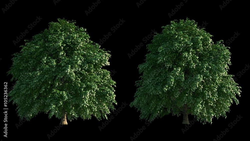 Growing trees time-lapse, 2 blowing on the wind beautiful green full size trees on alpha channel with black and white luminance matte, perfect for digital composition