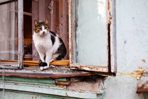 Cat sitting on windowsill