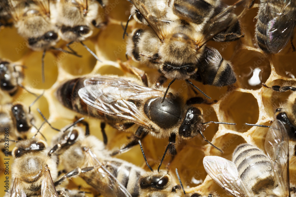 Bienenkönigin und Ammenbienen - obrazy, fototapety, plakaty 