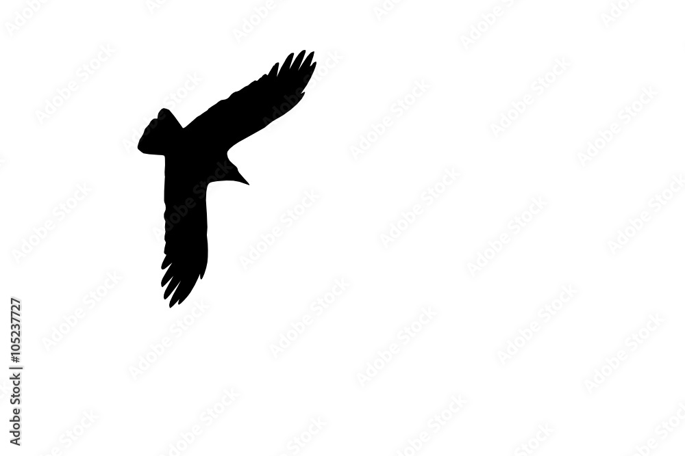 Obraz premium a flying bird