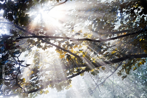 Fotografie, Obraz Sunlight coming throught treetop