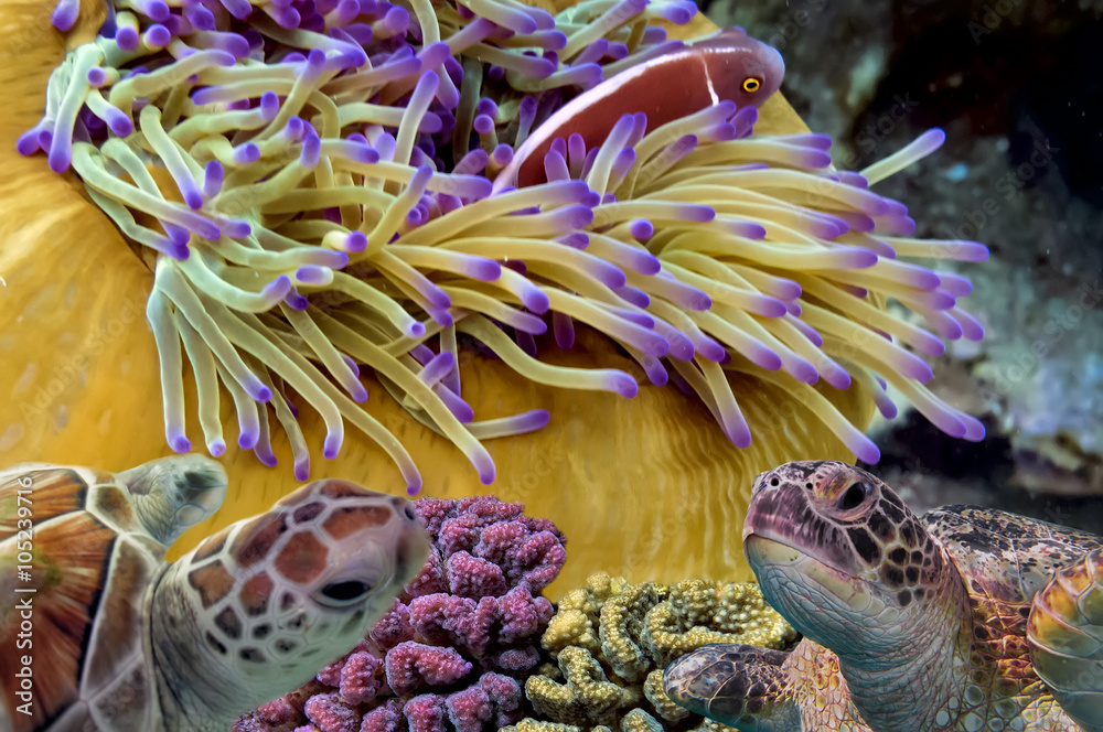 Naklejka premium Colorful coral reef with many fishes and sea turtle. Red Sea, Eg