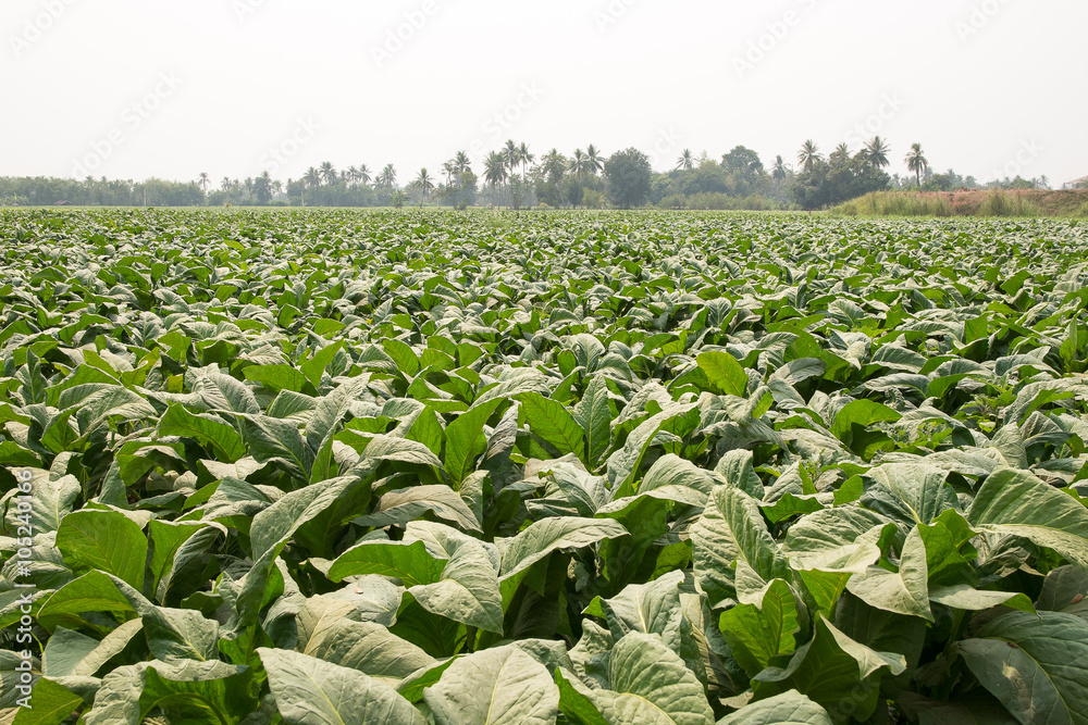 Fototapeta premium Green Tobacco