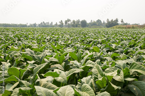 Green Tobacco