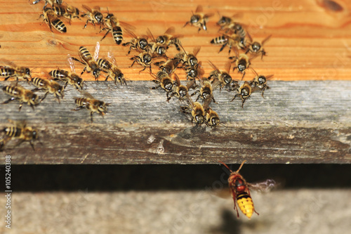 Alarm im Bienenhaus: Hornissenangriff