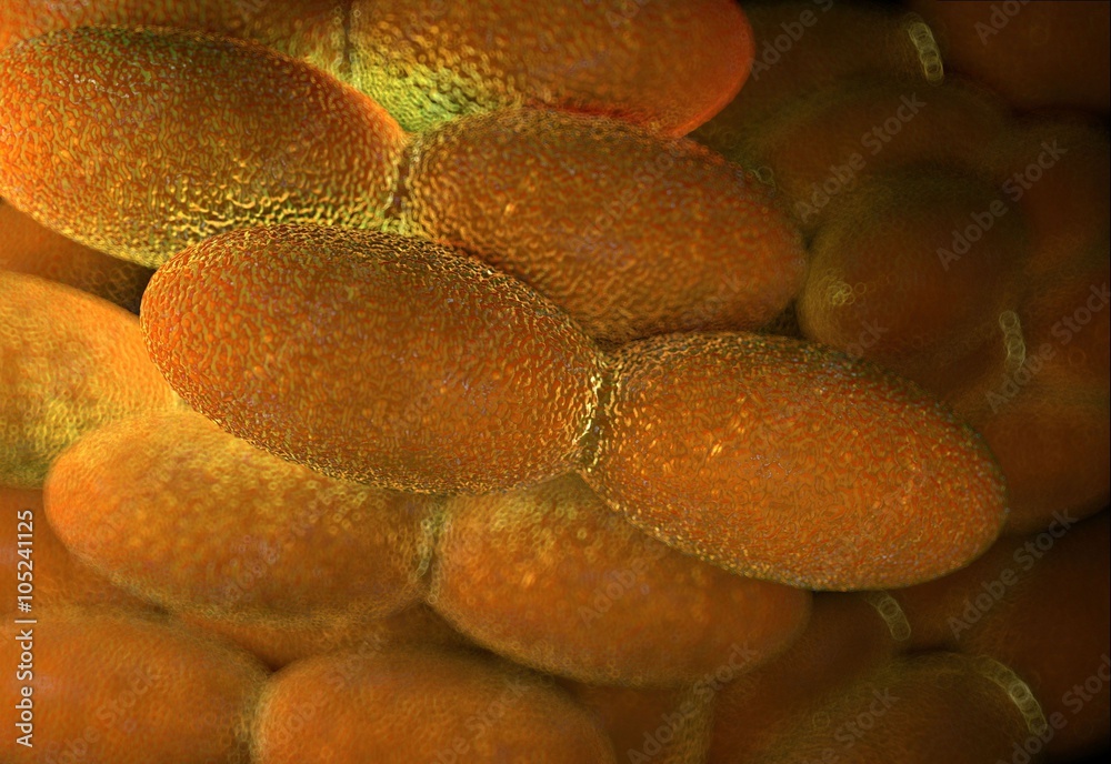 Acetobacter aceti bacteria Stock Illustration Adobe Stock