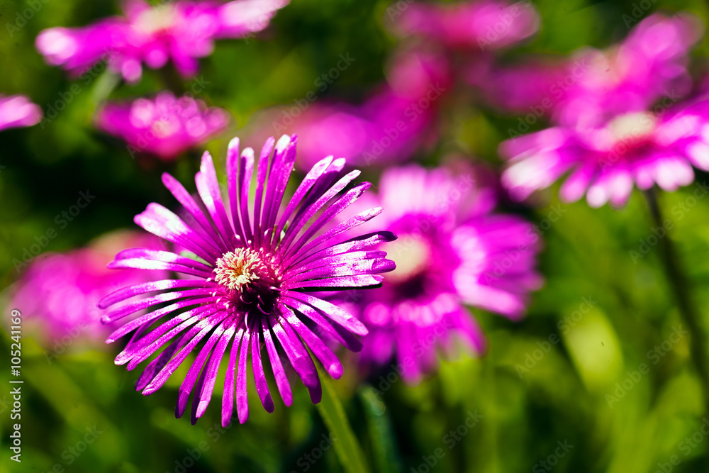 Field of pink flowers Field of pink flowers