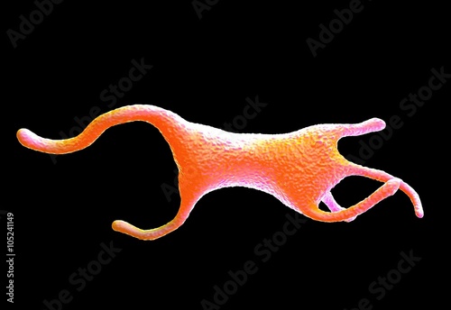Obraz na plátně Amoeba proteus protozoan