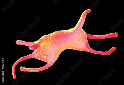 Fotografie Amoeba proteus protozoan