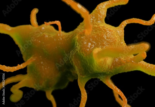 Fotografie Amoeba proteus protozoan